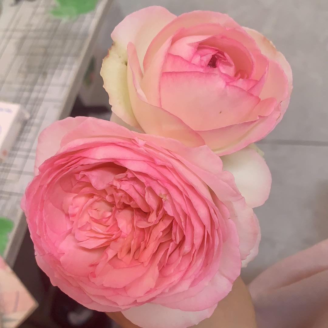 鱼皮蜜豆