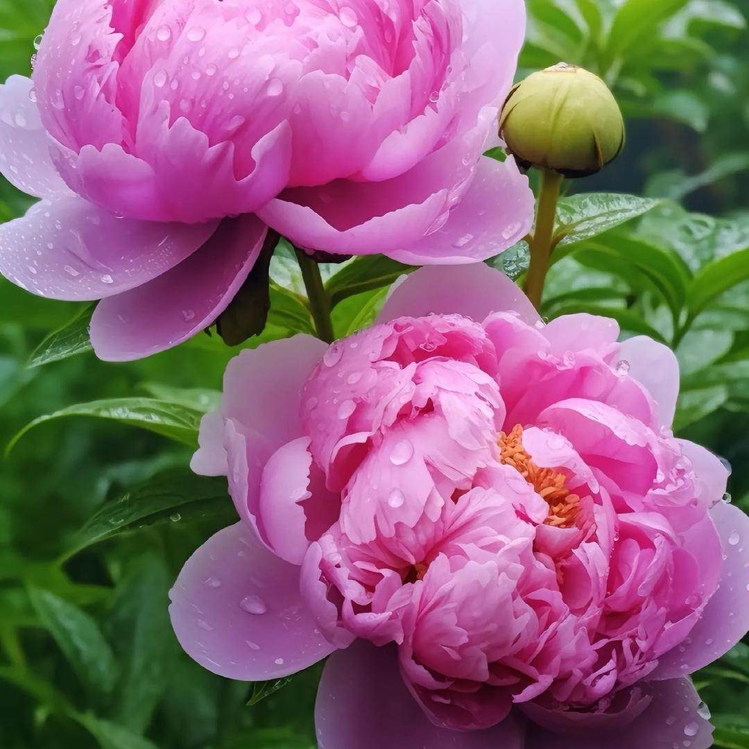 森森