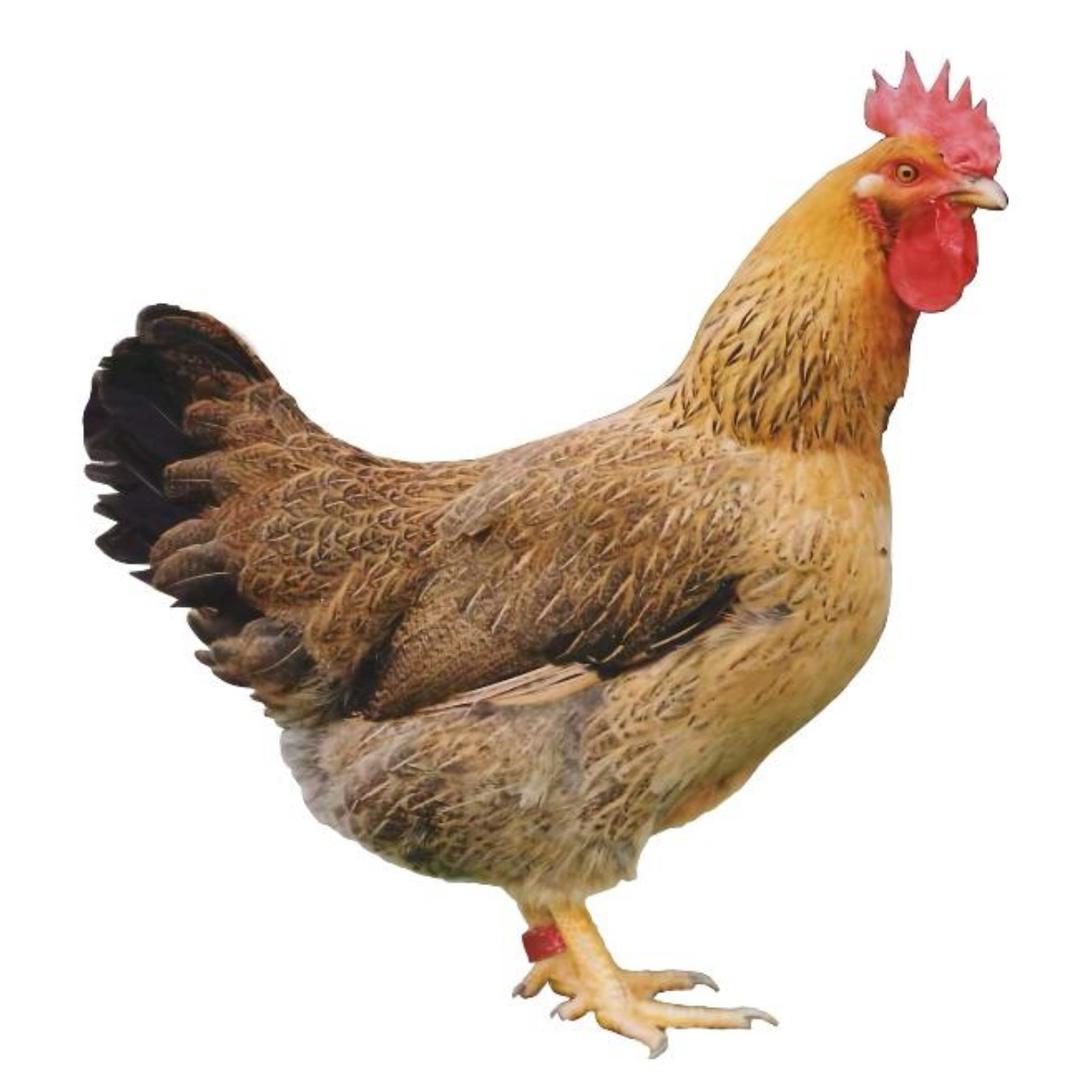 趴在后院嗦鸡屎