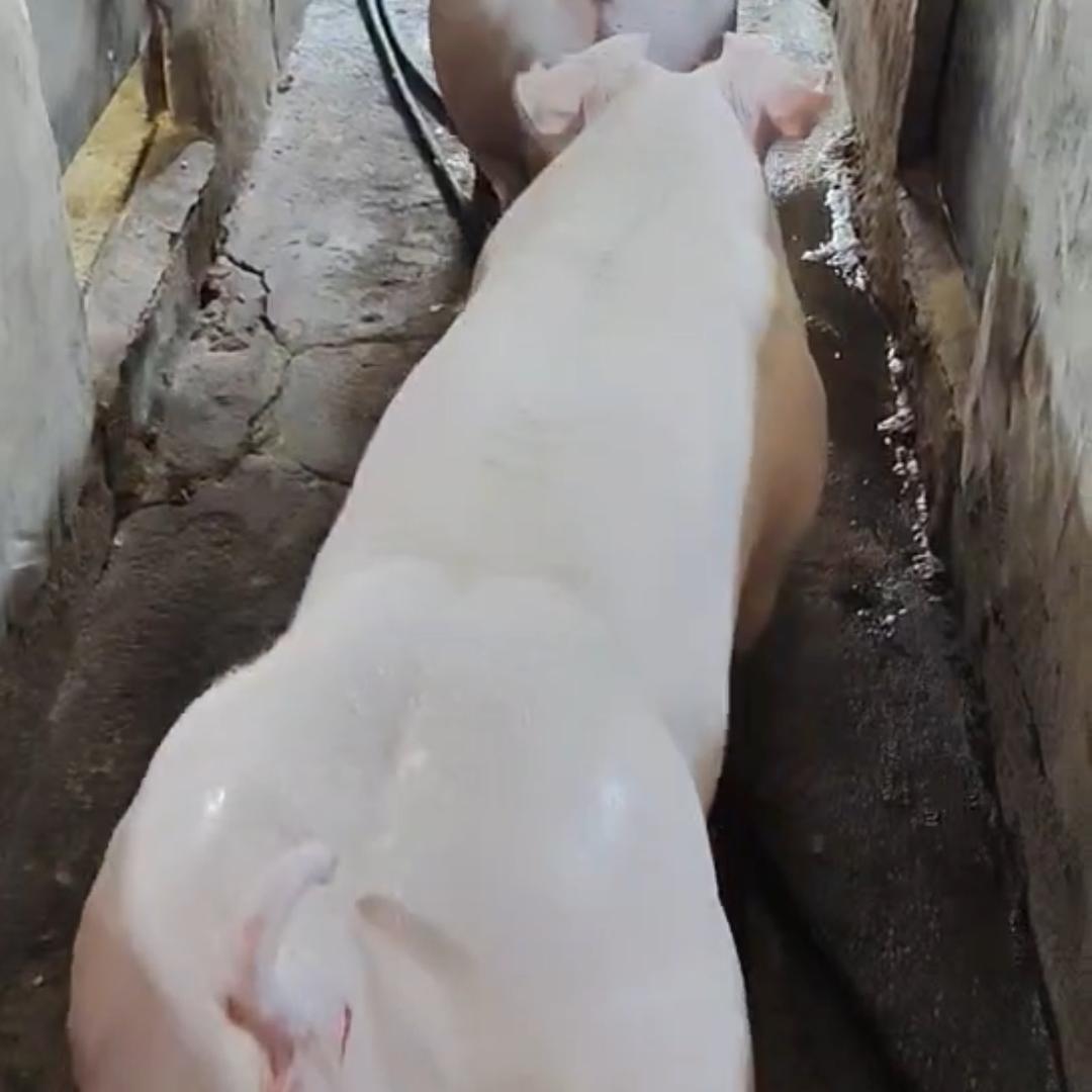 弘发猪业