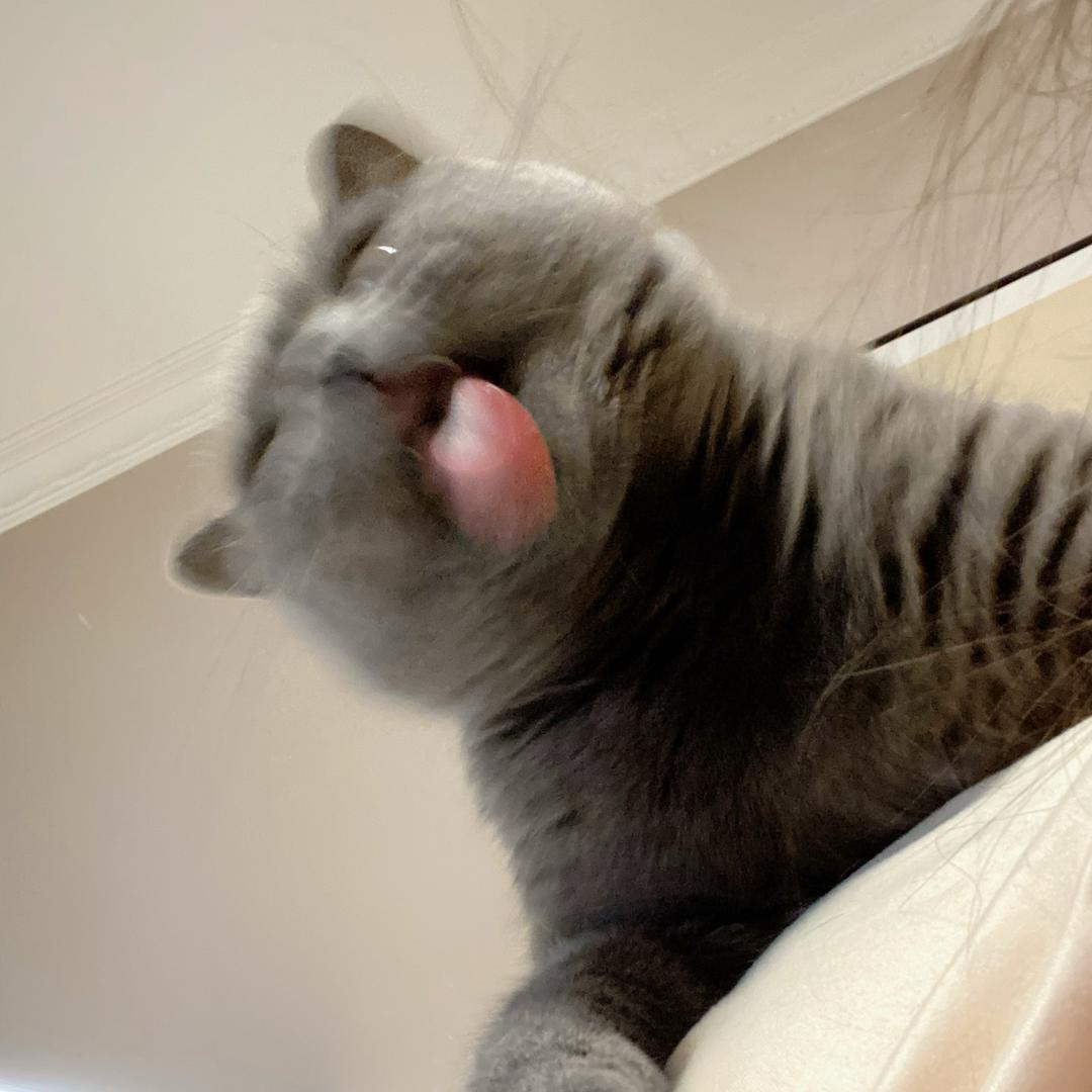 臭豆腐是只喵🐈‍⬛