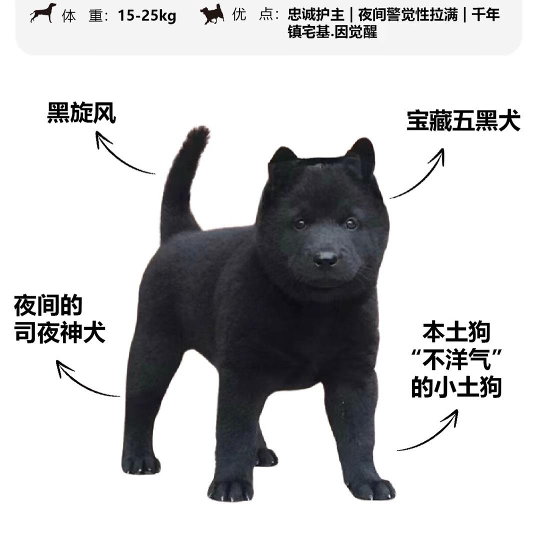 喜欢五黑 黑狼 关注我 选🐶