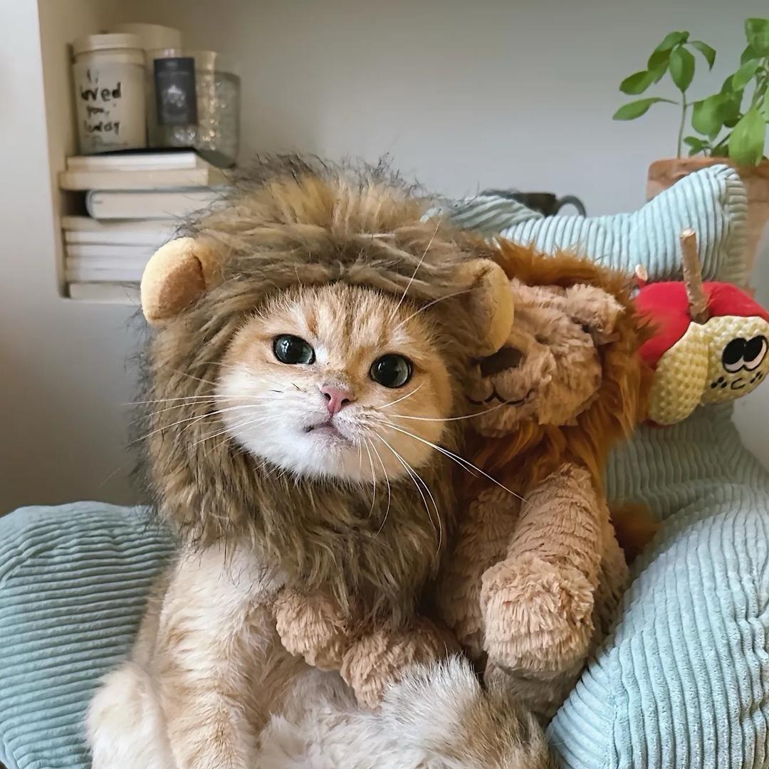 2yo