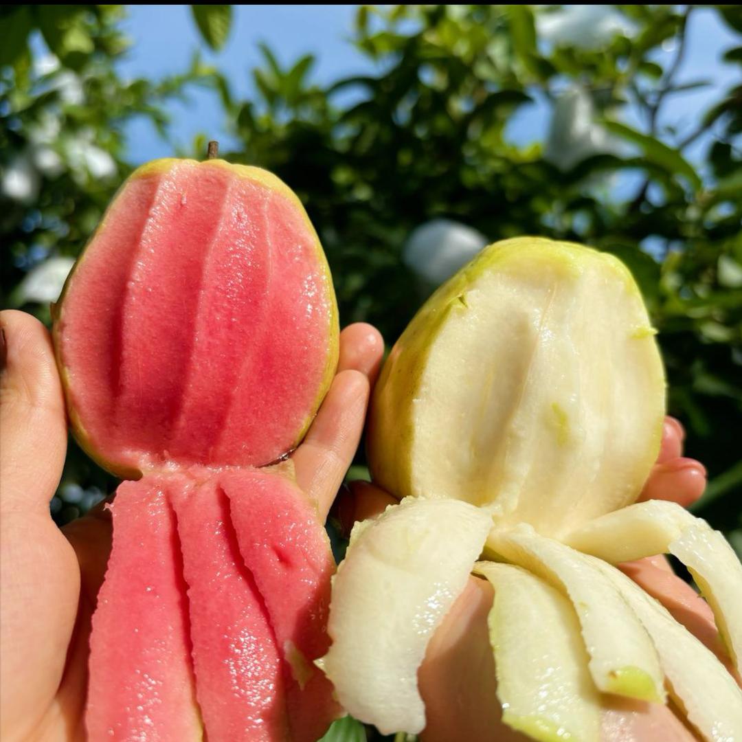 新水果大王