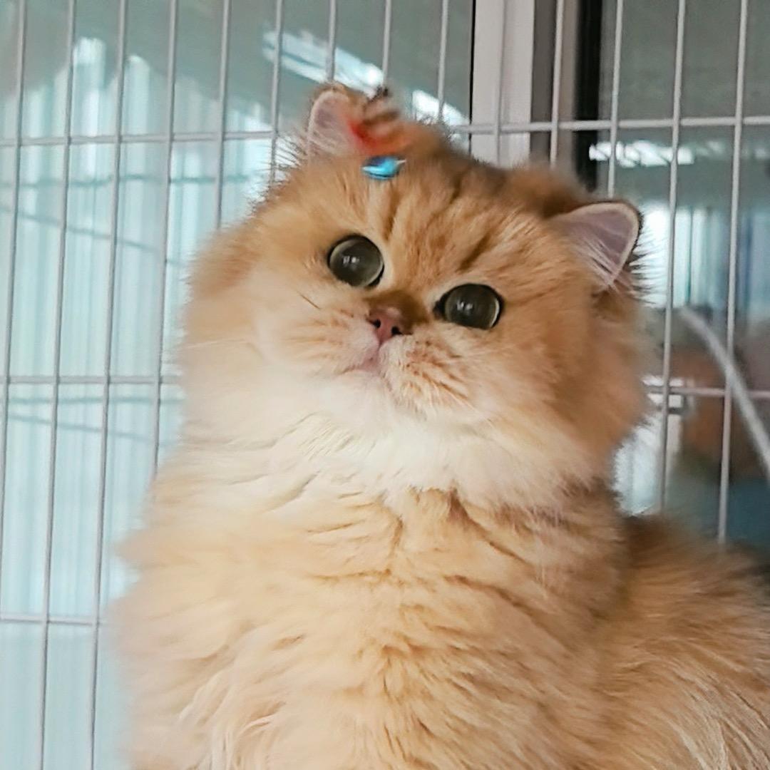 慧宝喵喵🐱🐱