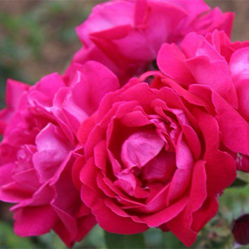 启明花园爬藤花苗