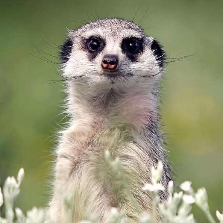 一只苦命剪辑的猫鼬.