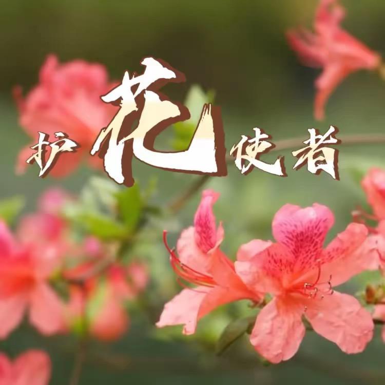 护花使者来了