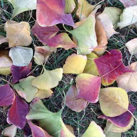 落叶🍂