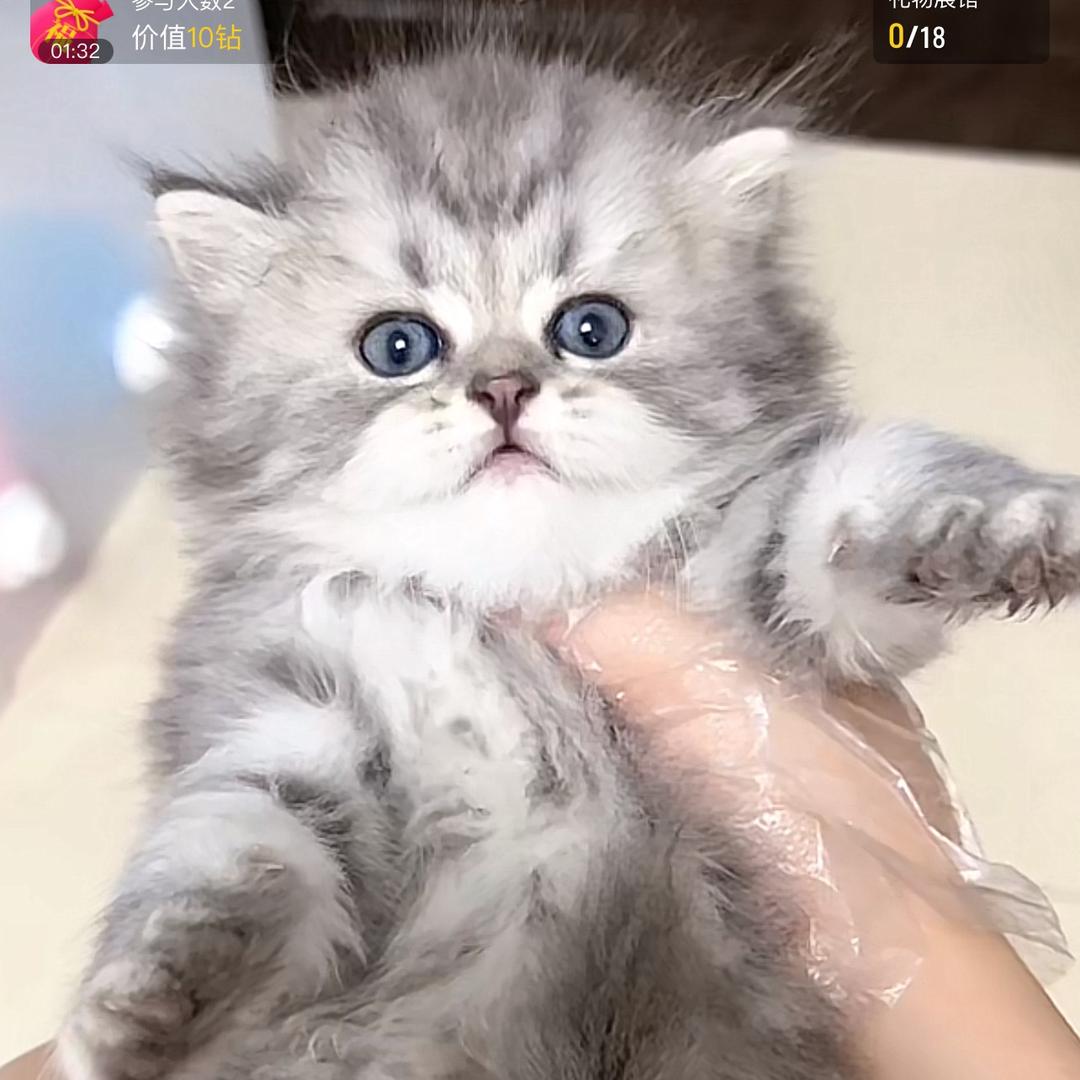 宠物批发（啊台）