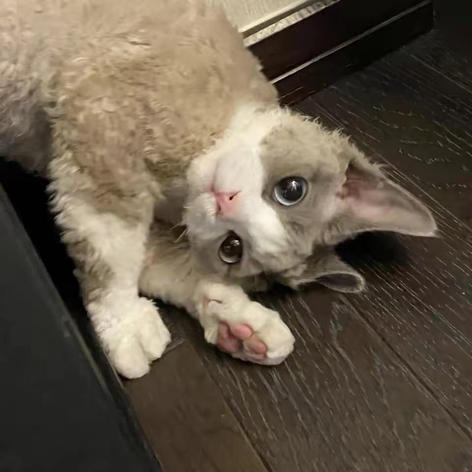 高高