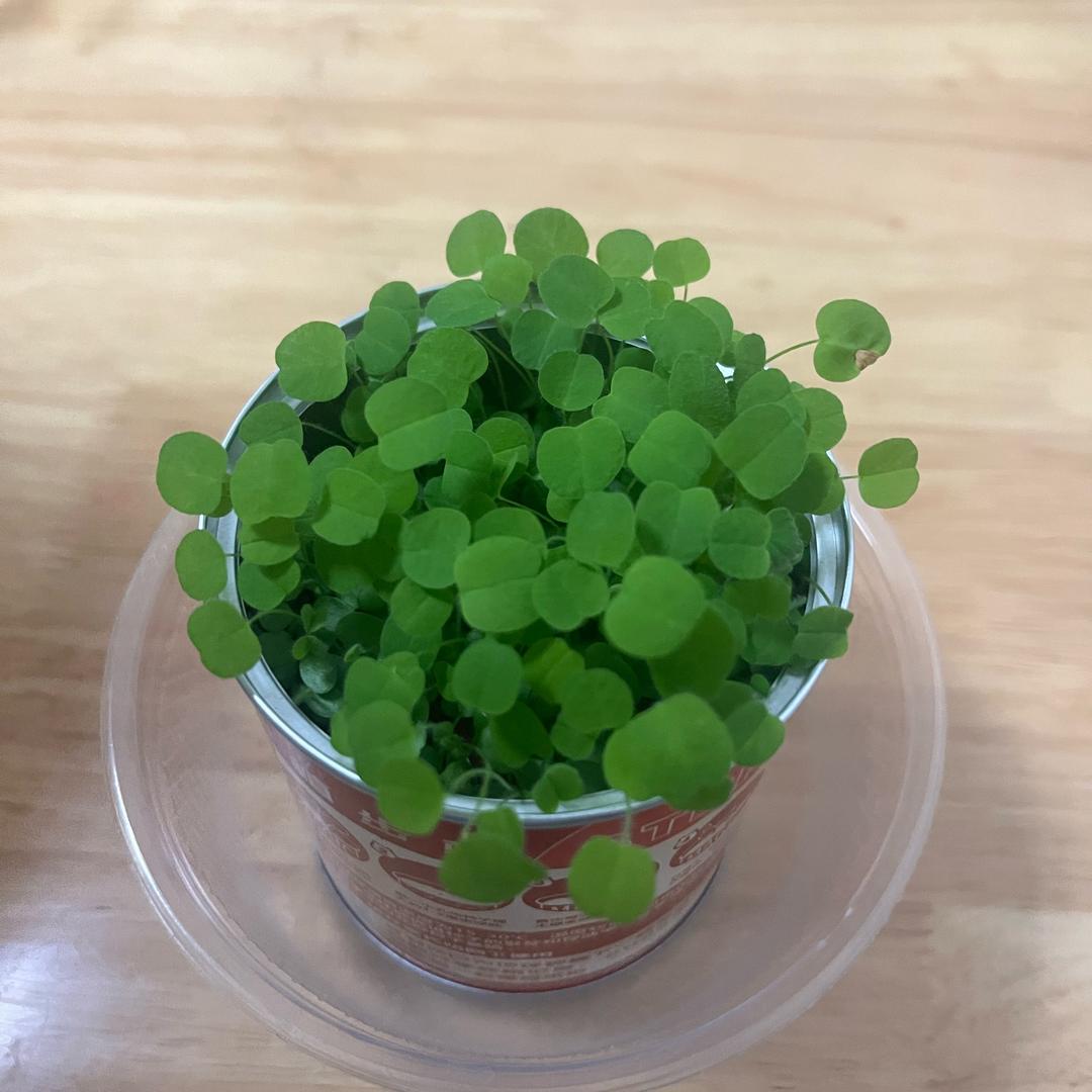 芮宁优选