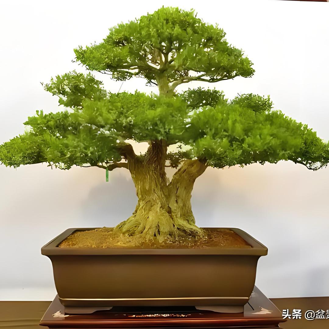森博园艺