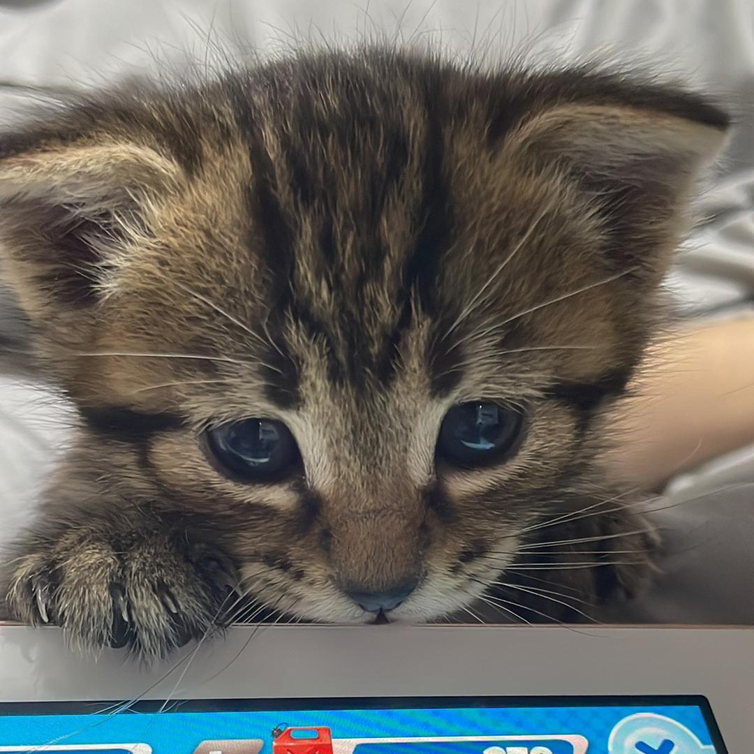 脆香米就是崔小咪