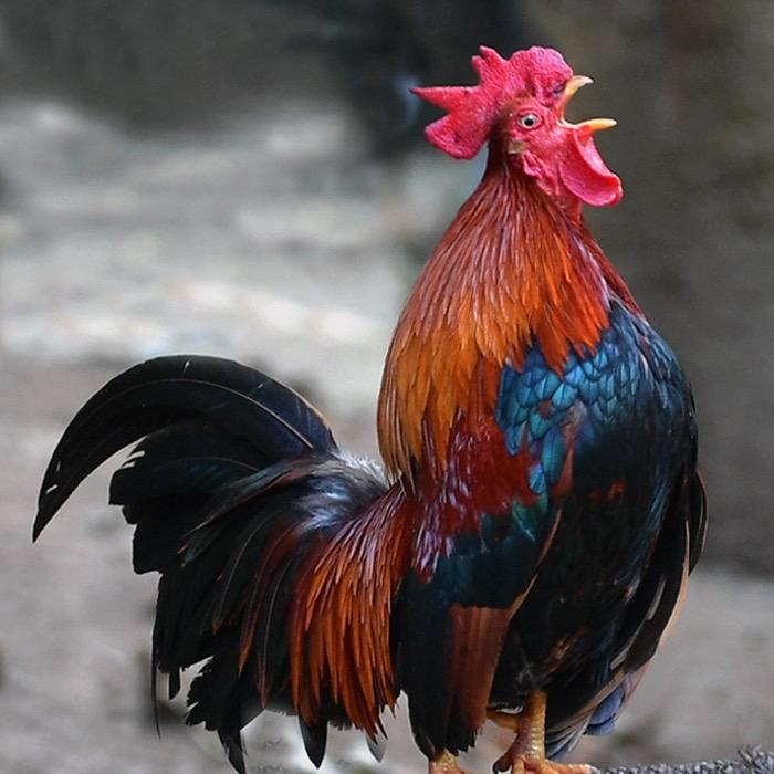 养鸡鸭鹅好妙招