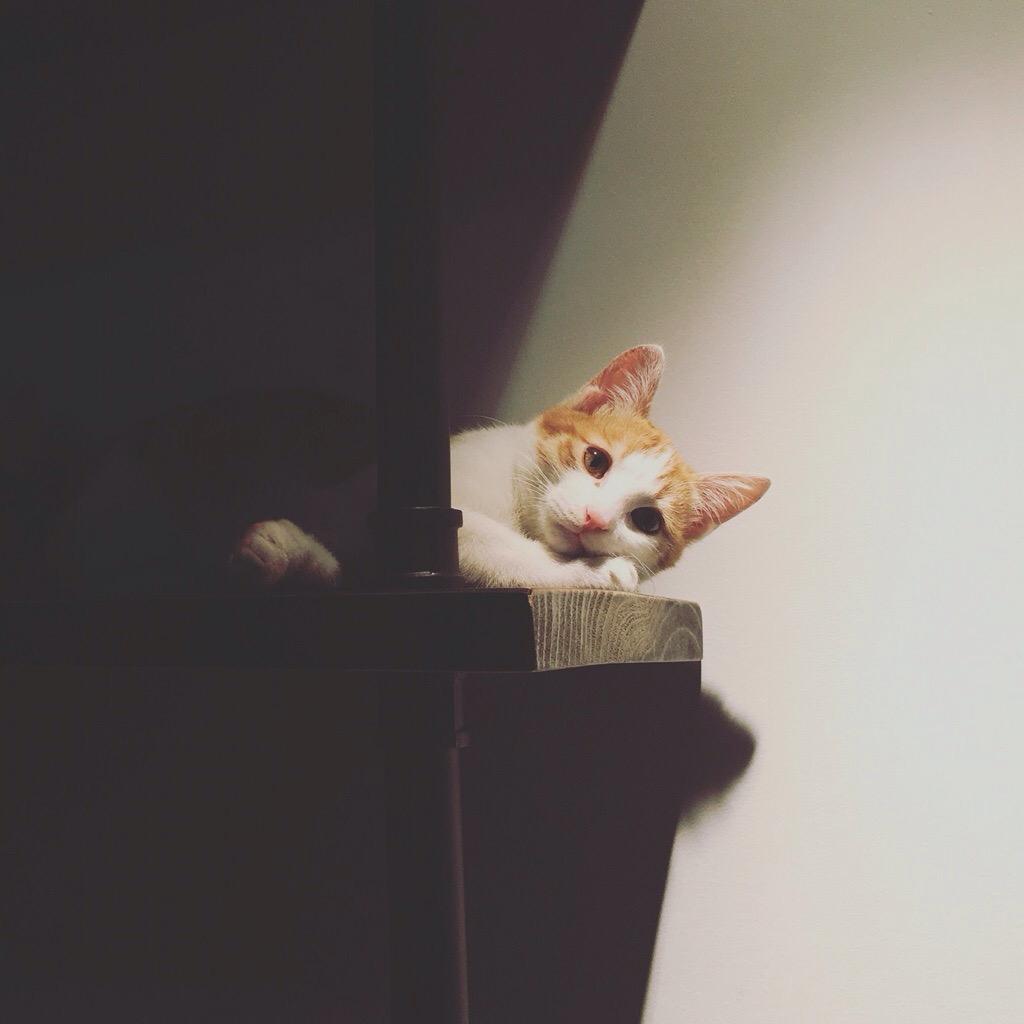 猫局
