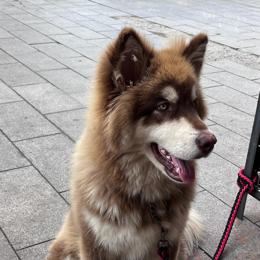 图图团团爱吃肉🥩