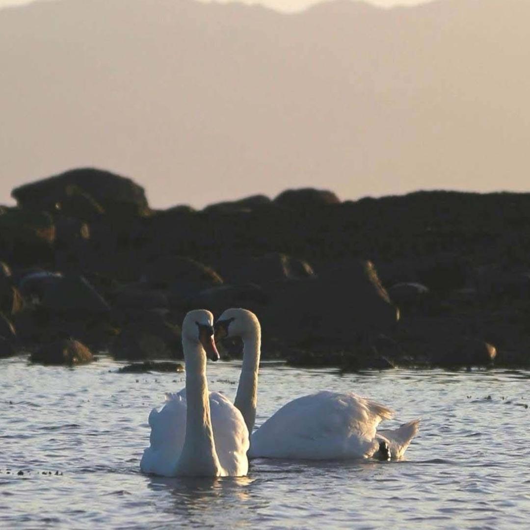 半根烟的微醺大叔