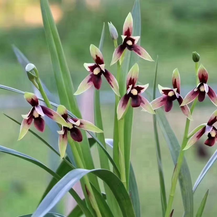 烨飞兰花花卉农场