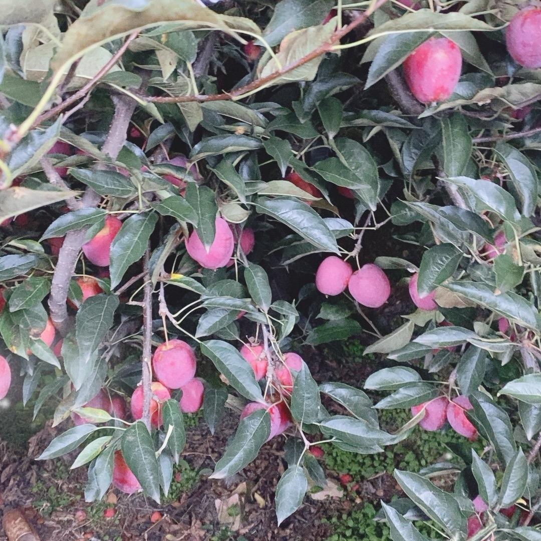 洪涛东北农产品