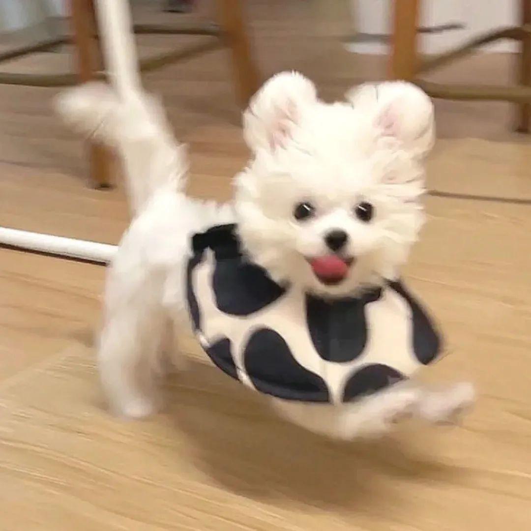 小橙橙橙