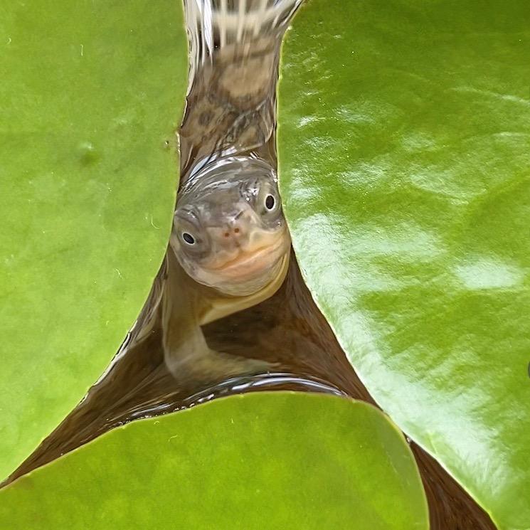 一名小仙