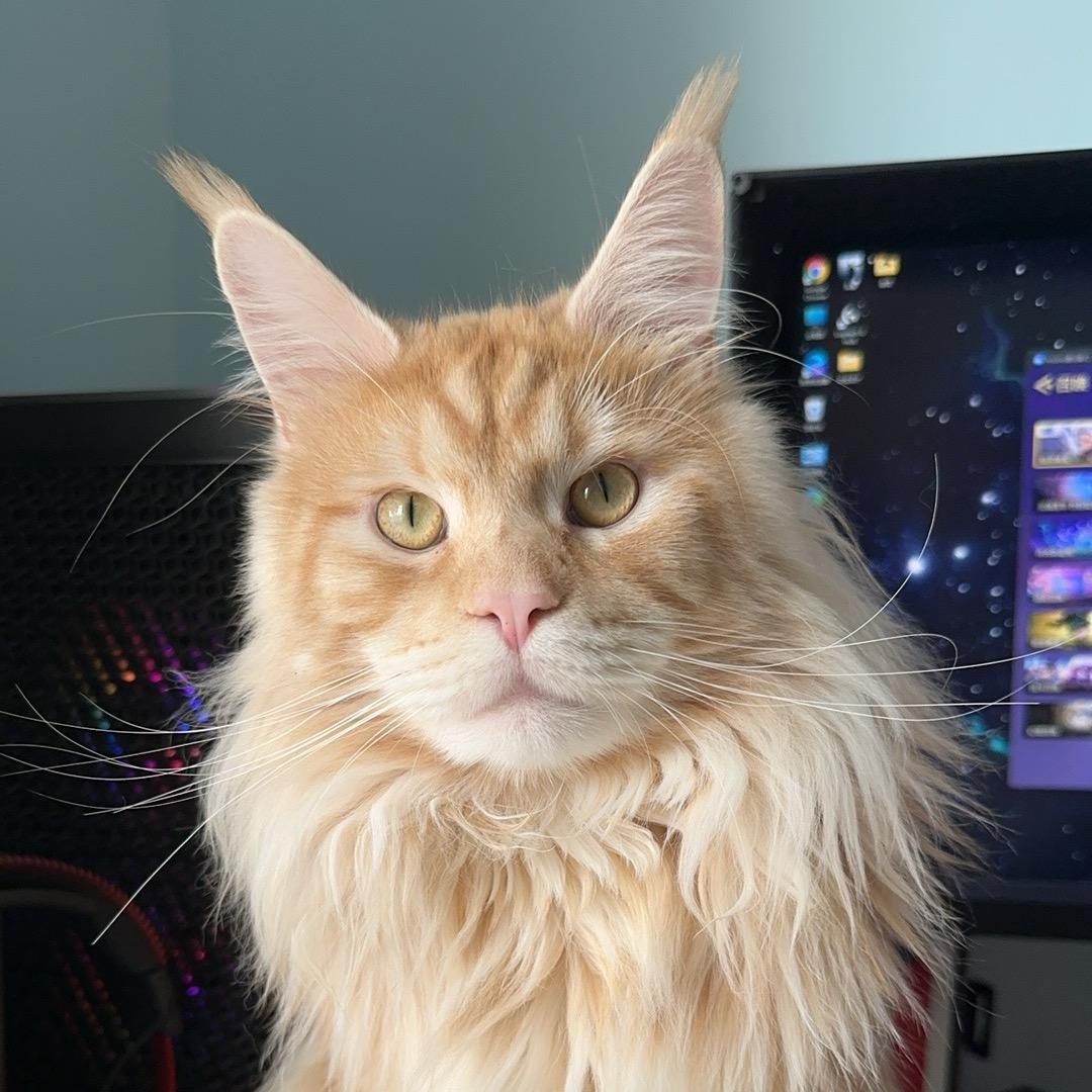 bobi