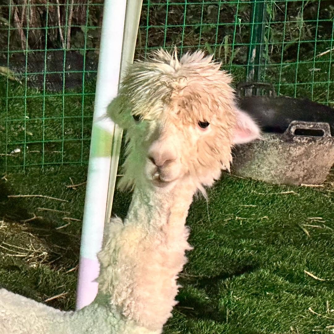 碳烤小肥杨🐏
