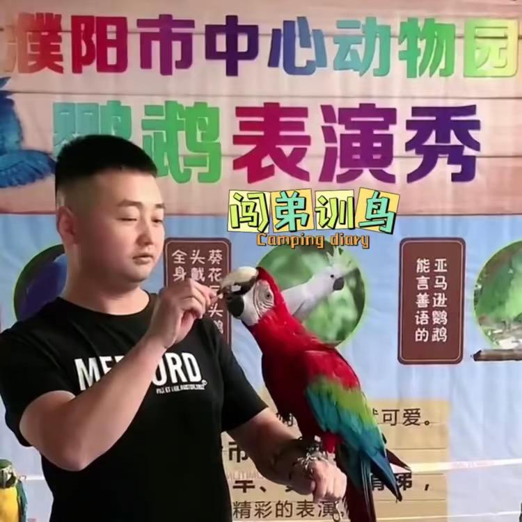 闯弟训鸟