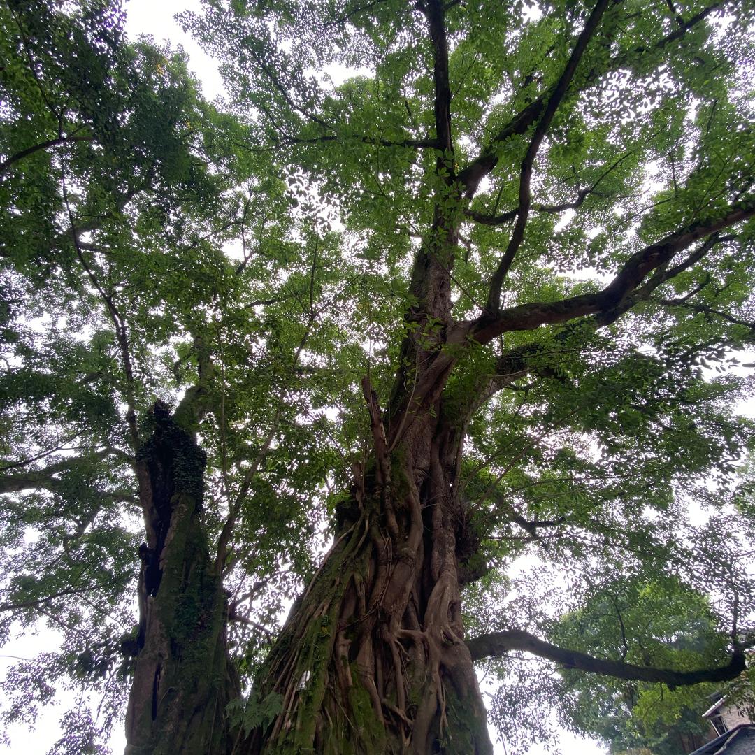 小林