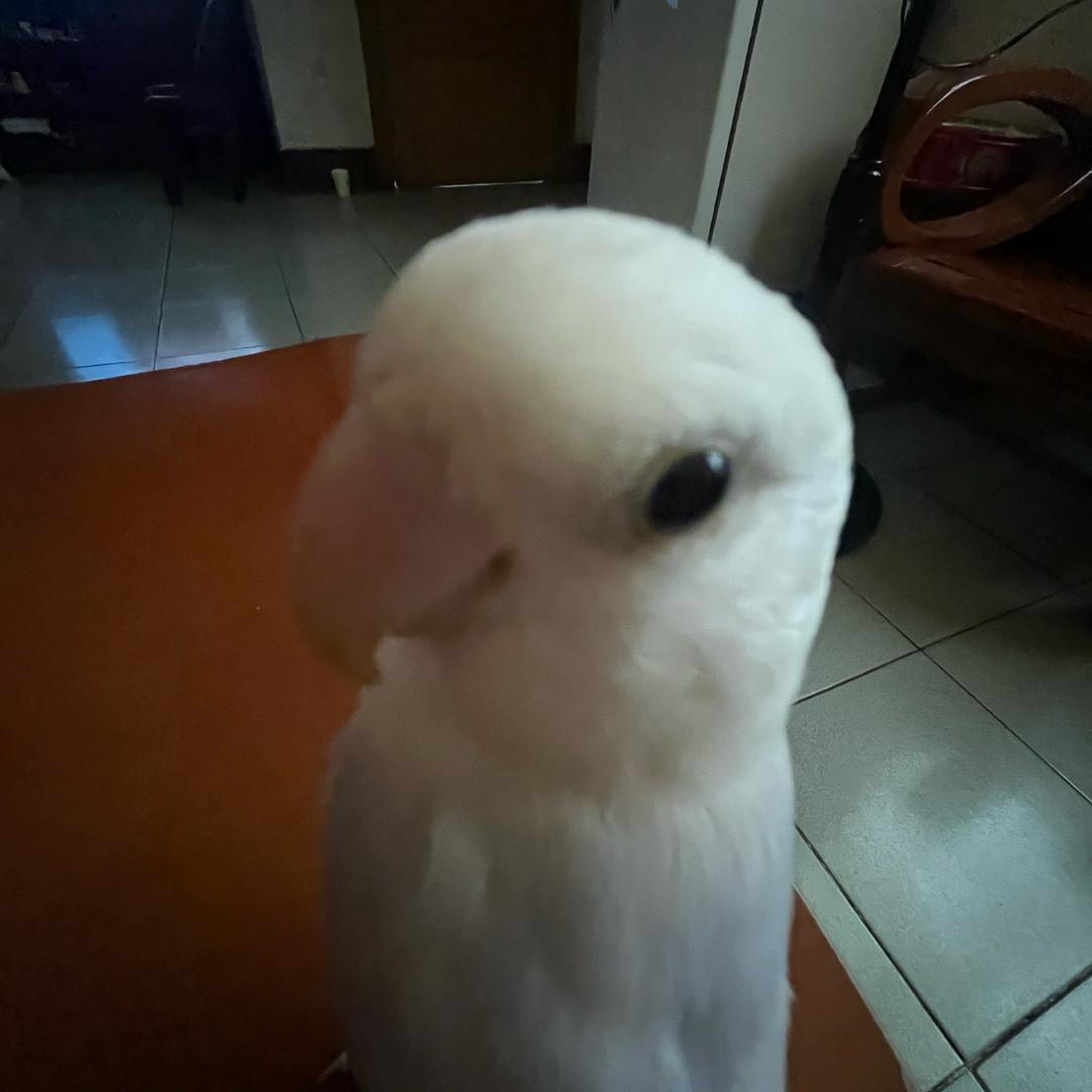顺顺.