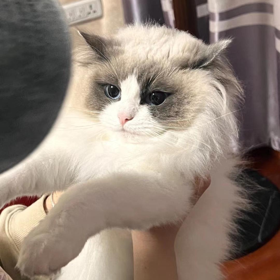 cc的小刘_