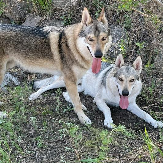捷克狼犬-狼崽、艾克