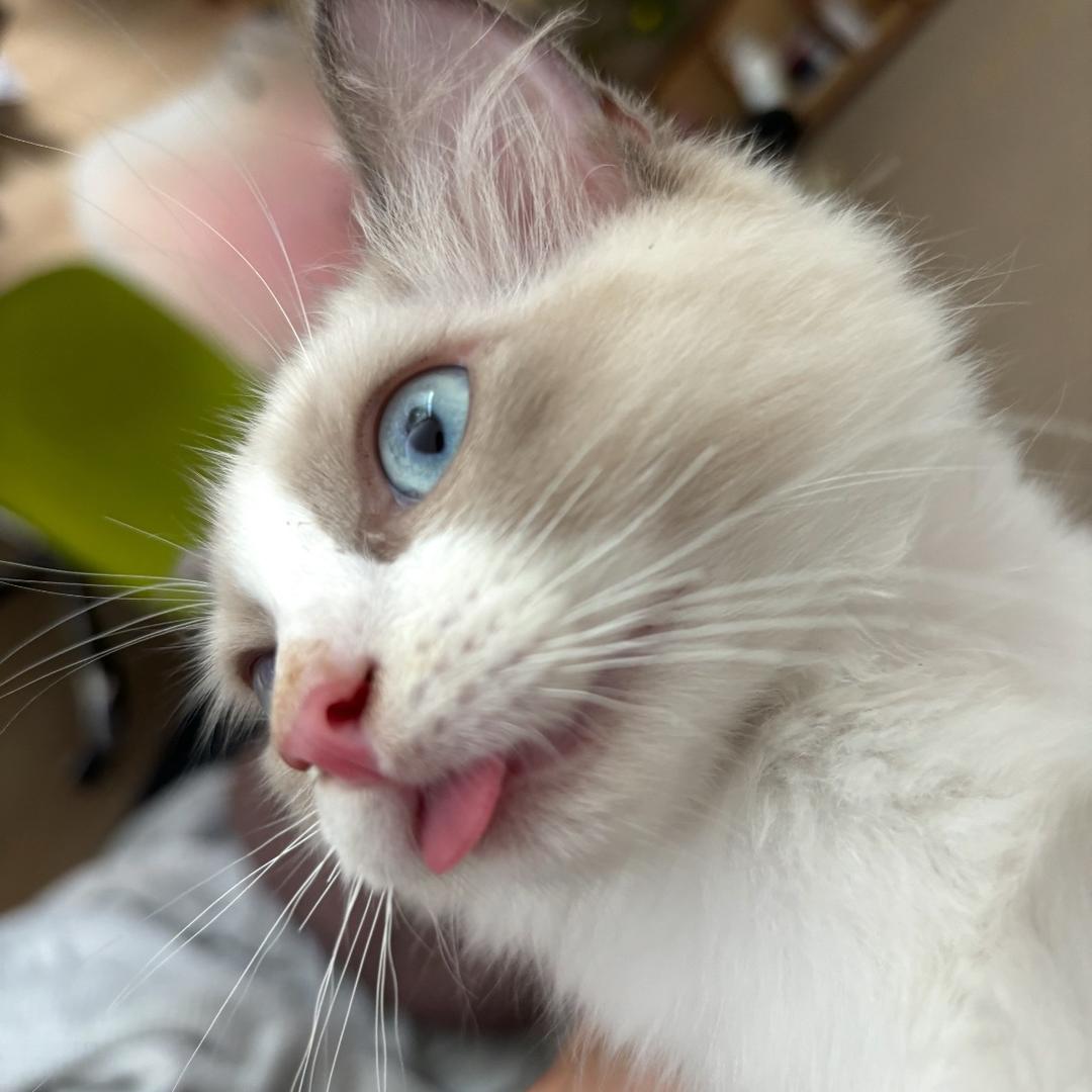 九条命