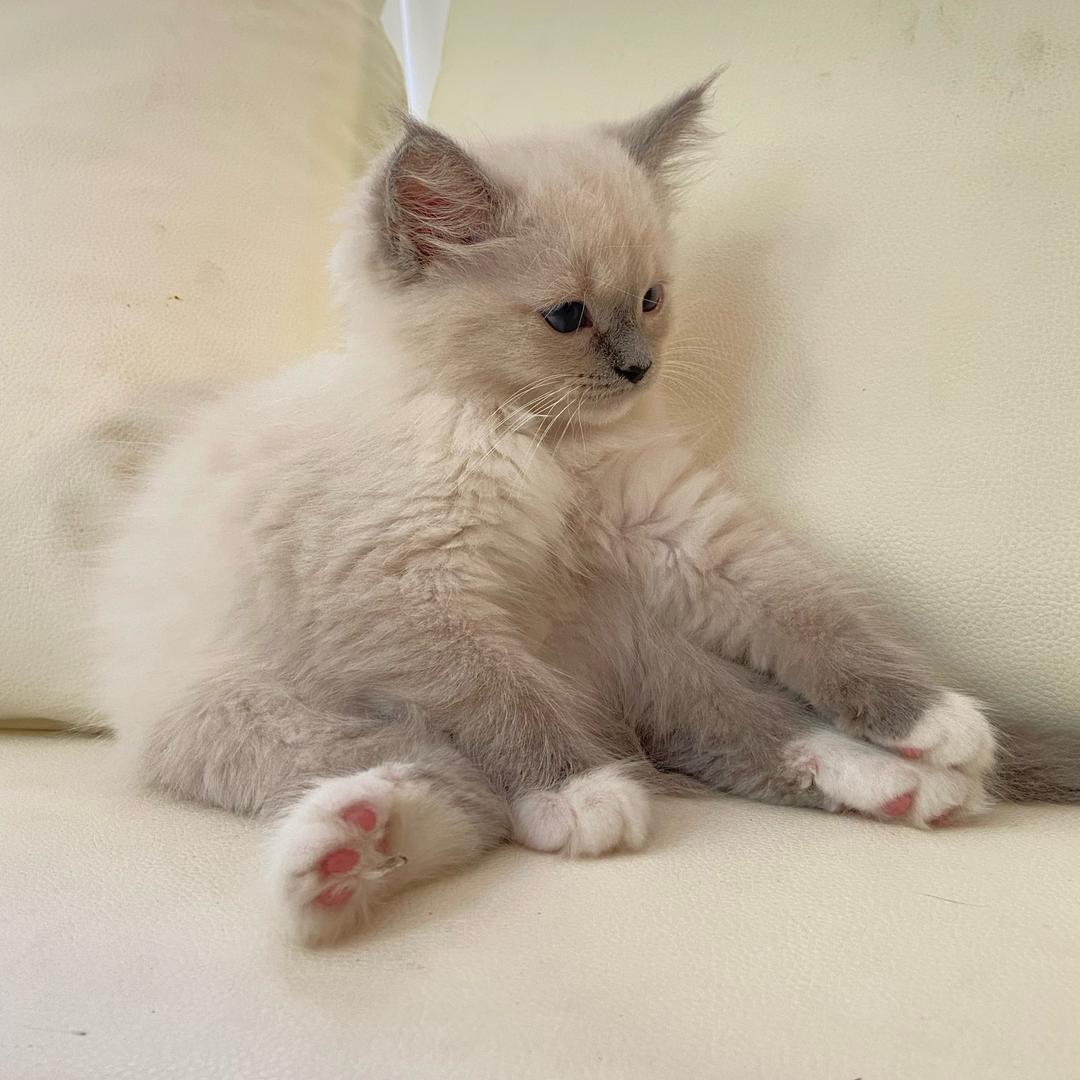 原小猪熊
