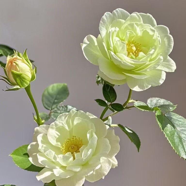 悬崖一枝花