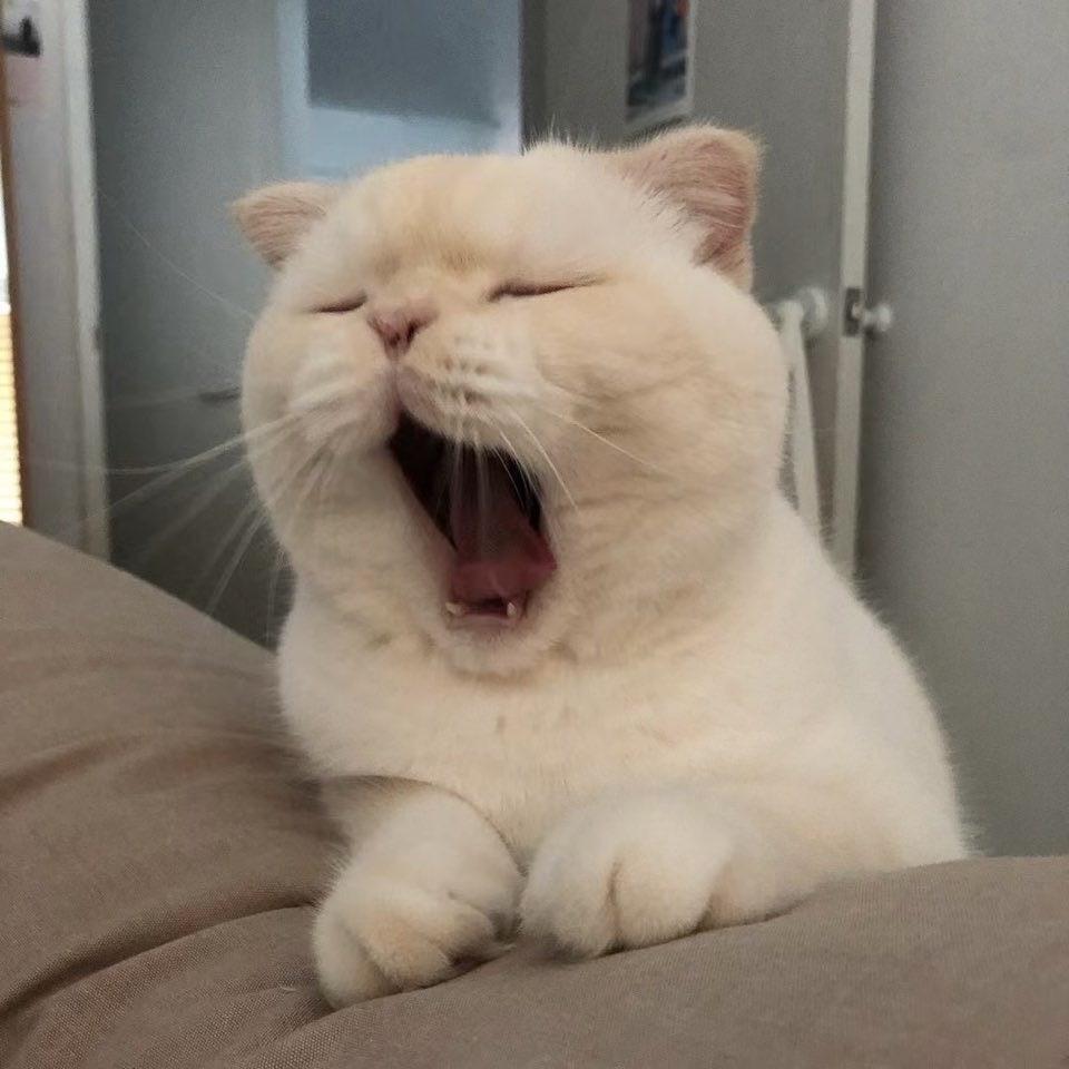 虚伪。