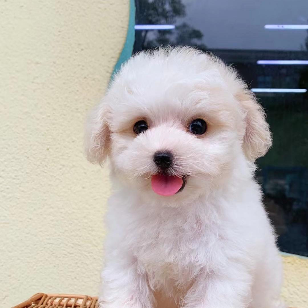 麦兜最可爱