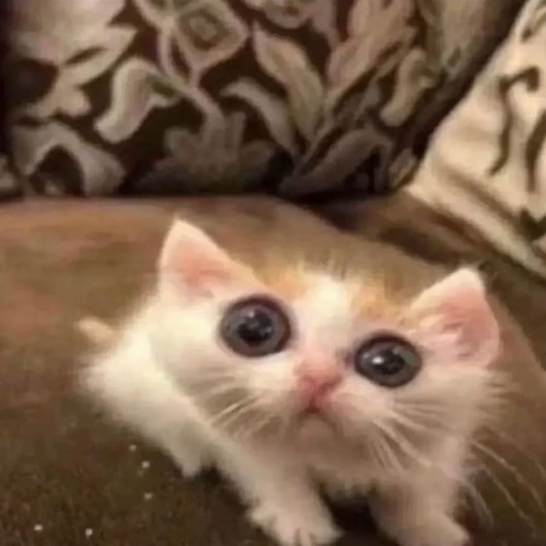 破防的大母猴