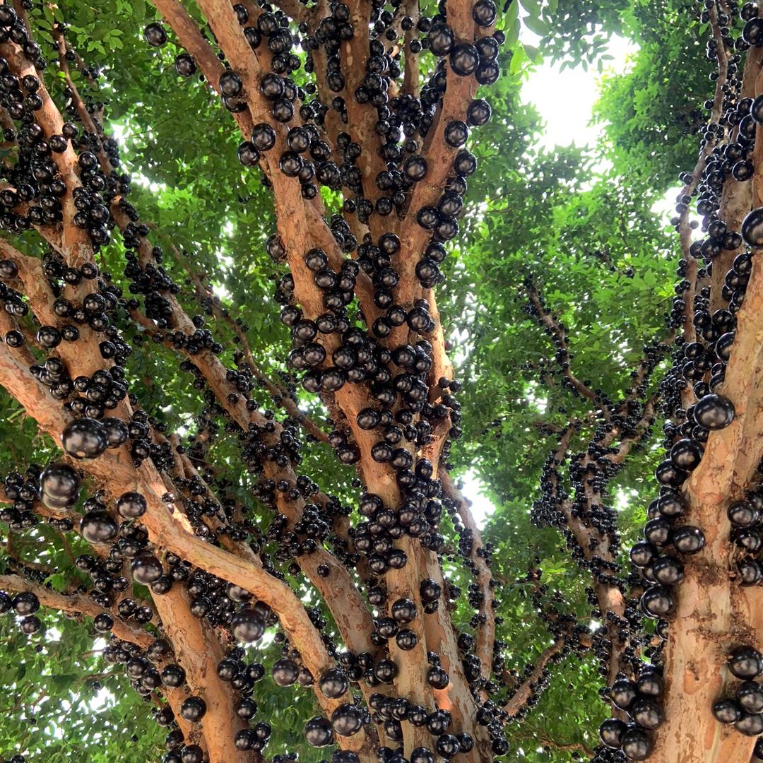 德丰树葡萄【嘉宝果鲜果供应】