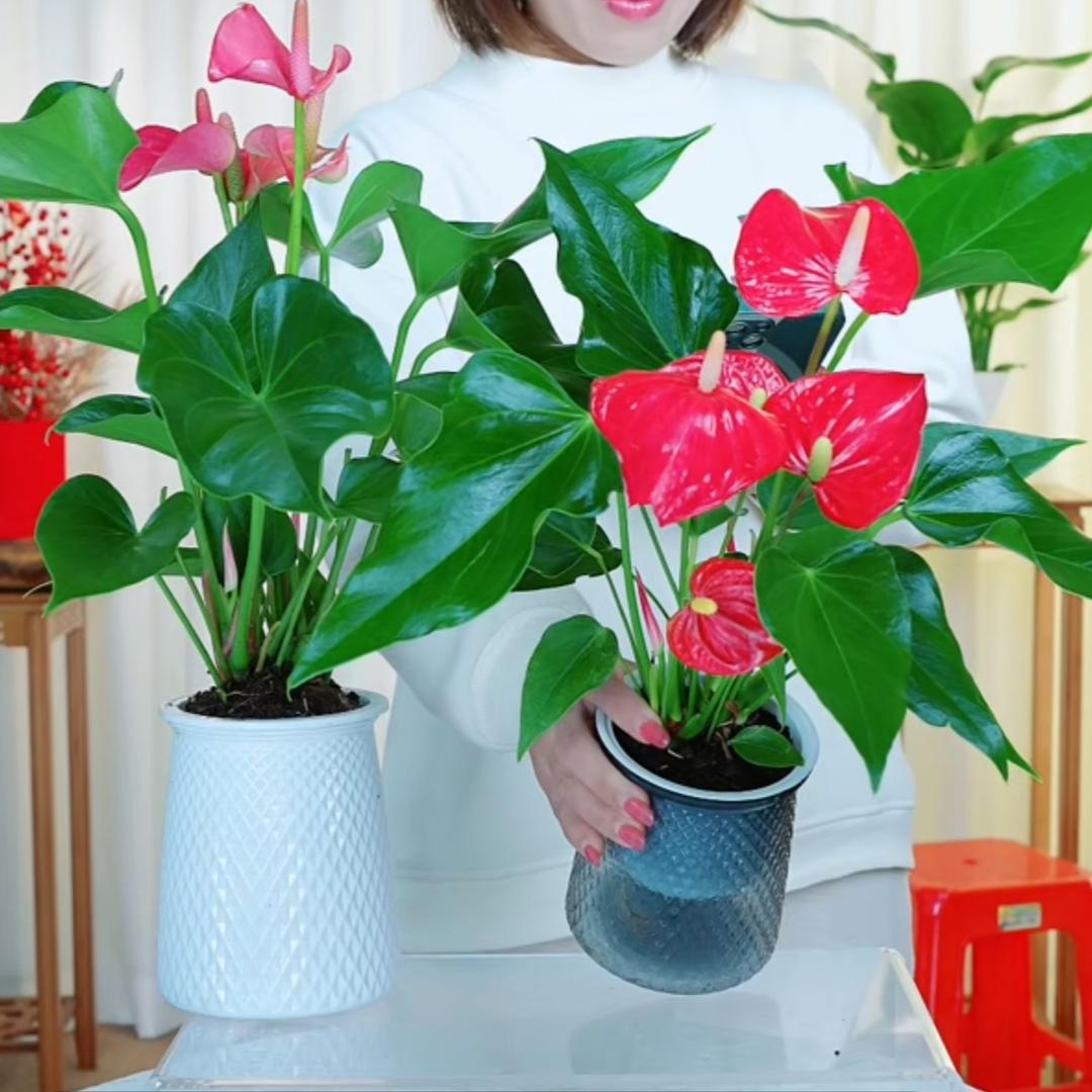 丹姐绿植花园地