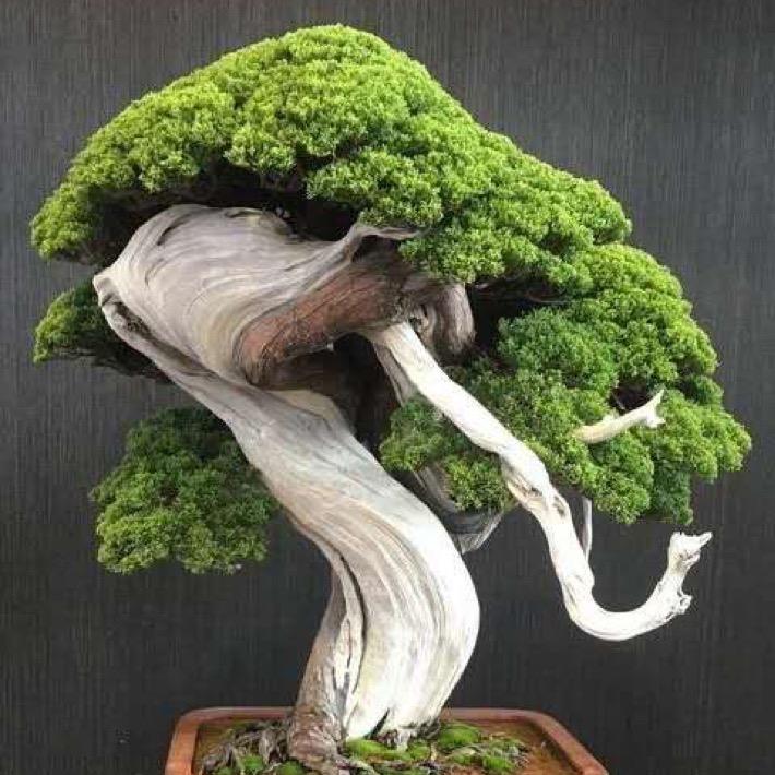 标新盆景园艺
