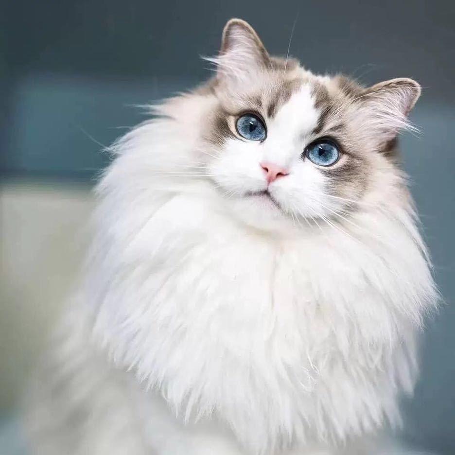 艾米家山猫布偶猫舍