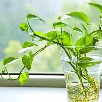 清茶一杯🍃