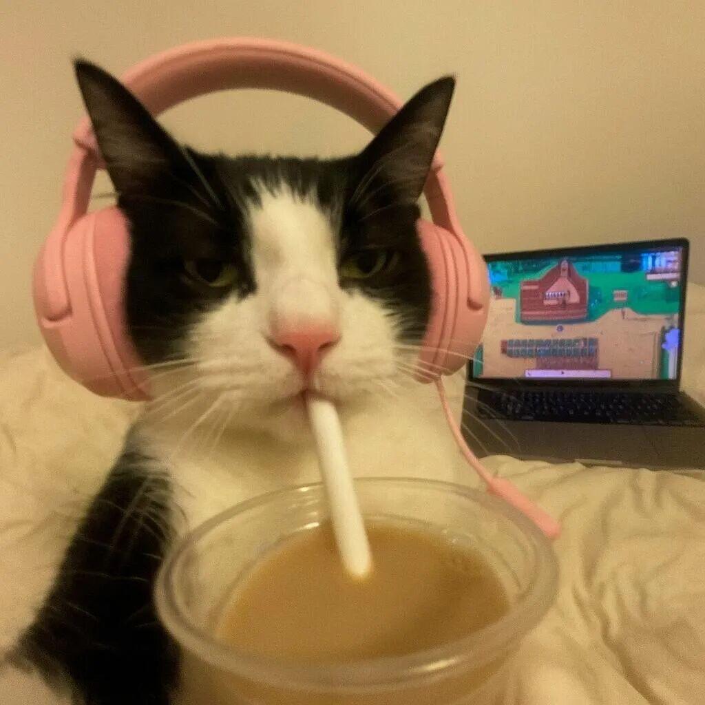 你是不是油猫饼