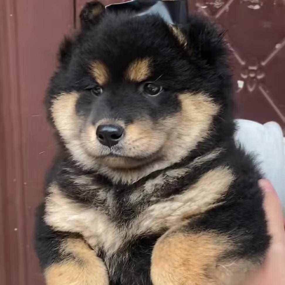 小杰田园犬😃