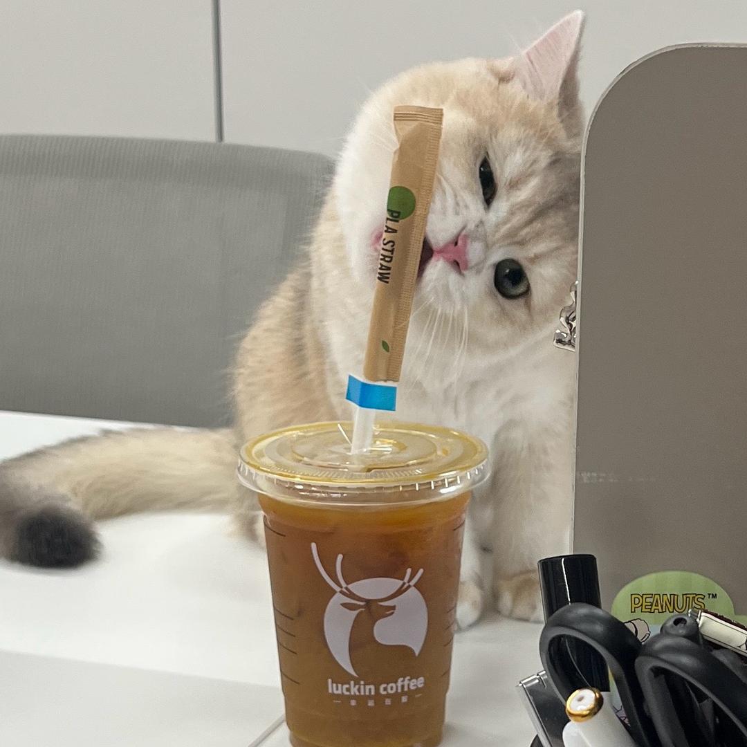 火火是只可爱喵🐱