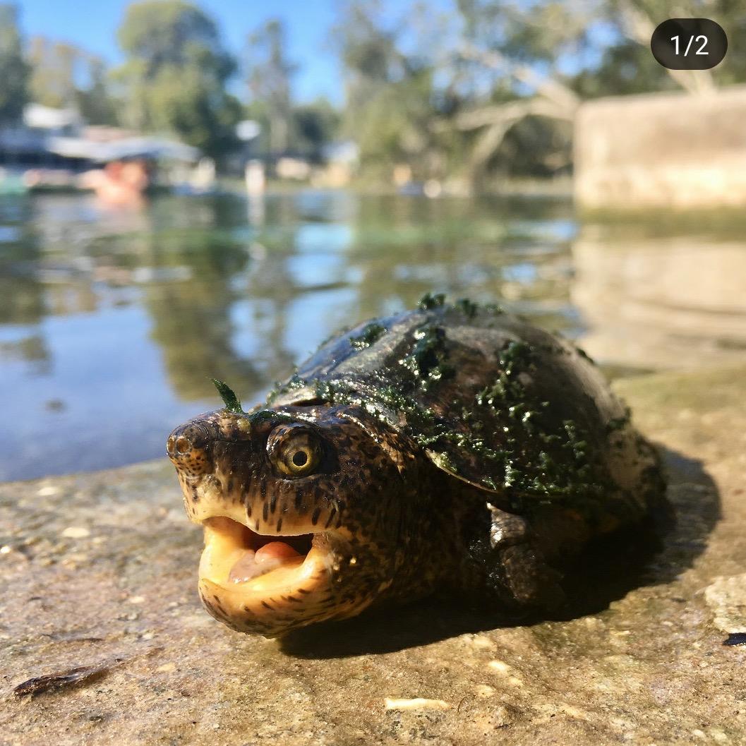 明明养龟日记🐢🐢