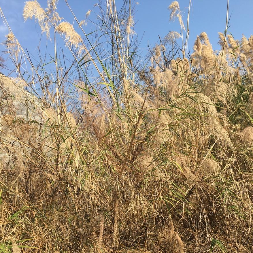 燕子没烦恼（自贡永动机电
