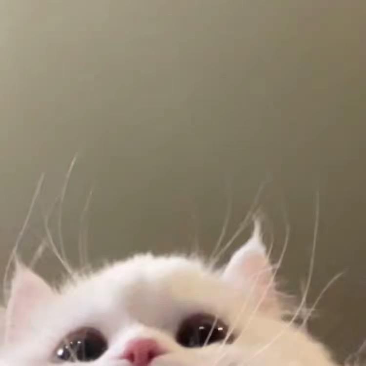 未来书法家